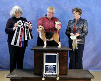 Beagle Sun Bred By Exhibitor Best in Show BIS Vet JK & Tina Martin LR IABCA Feb 2013