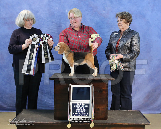 Beagle13-0565-LR