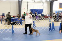 Border Terrier Ring LR IABCA Feb 2013