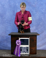 Brussels Griffon Sun Reserve Best Puppy in Show Lew  Olsen LR IABCA Feb 2013