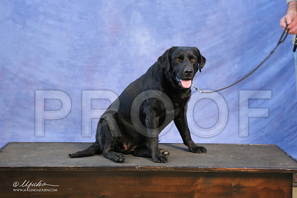 Lab-0005-LR