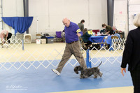 Cesky Terrier Ring LR IABCA Feb 2013