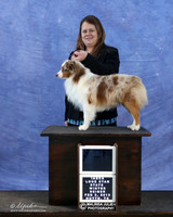 Miniature American Shepherd Michelle Ceal New Champ Sun LR IABCA Feb 2013