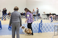 Miniature American Shepherd S1 LR IABCA Feb 2013