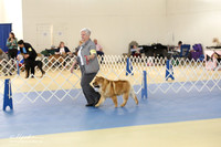 Chow Chow Ring LR IABCA Feb 2013