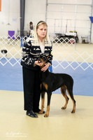 Doberman Pinscher Ring LR IABCA Feb 2013