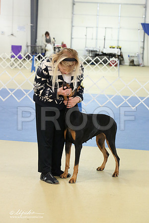 dobe-1629-LR