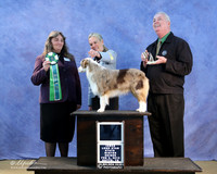 Miniature American Shepherd Sat BIS BBE Puppy Jennie McAdams LR IABCA Feb 2013