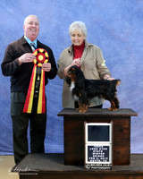 English Toy Spaniel Sun Best In Show June Peterson LR IABCA Feb 2013