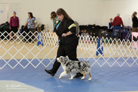 Miniature American Shepherd Sun S1 LR IABCA Feb 2013