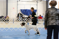 German Wirehaired Pointer Ring LR IABCA Feb 2013