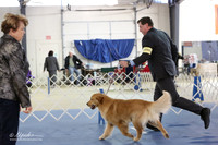 Golden Retreiver Ring LR IABCA Feb 2013