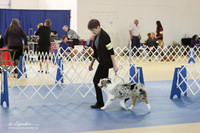Miniature Australian Shepherd LR IABCA Feb 2013