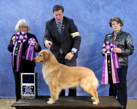 Golden Retriever Sun Multi BIS Puppy & RBIS Puppy Ronna Combs Bob Hallahan Jr LR IABCA Feb 2013