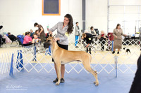 Great Dane Ring LR IABCA Feb 2013