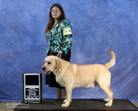 Labrador Retriever Marie Anderson New National Champion LR IABCA Feb 2013