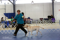 Labrador Retriever Ring LR IABCA Feb 2013
