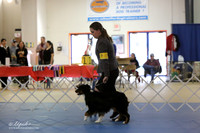 Miniature Australian Shepherd Sat S2 LR IABCA Feb 2013