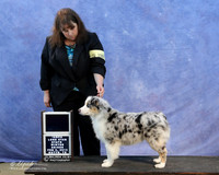 Miniature American Shepherd Sun BOB Puppy Group 1 Leslie Peckham LR IABCA Feb 2013