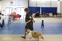 Miniature Australian Shepherd Ring LR IABCA Feb 2013