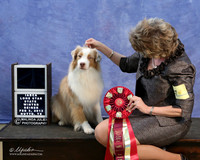 Miniature Australian Shepherd Sherry Dahly Lois Stevens Honor in Gold LR IABCA Feb 2013
