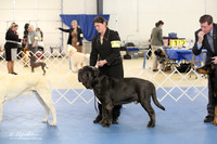 Neopolitan Mastiff Ring LR IABCA Feb 2013
