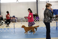 Nova Scotia Duck Tolling Retriever Ring LR IABCA Feb 2013