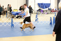 Old English Bulldog Ring LR IABCA Feb 2013
