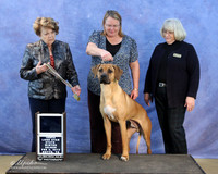 Rhodesian Ridgeback Sun G1 New Int'l Champ Rory Patty Pearce LR IABCA Feb 2013