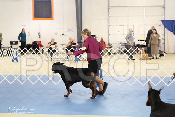 Rott-1764-LR