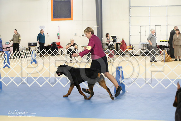 Rott-1765-LR
