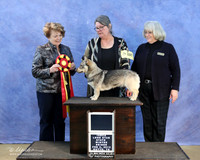 Swedish Vallhund Sun Best in Show Michelle Pfeil LR IABCA Feb 2013