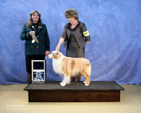 Miniature Australian Shepherd Sherry Dahly BOB G3 Sun LR IABCA Feb 2013