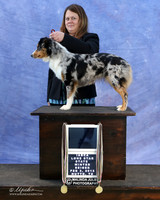 Miniature Australian Shepherd Sun International Puppy Champion Sun Michelle Ceal LR IABCA Feb 2013