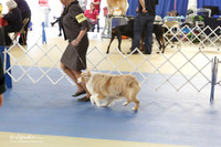 Miniature Australian Shepherd Sun S1 LR IABCA Feb 2013