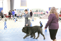 Neopolitan Mastiff S1 LR IABCA Hutto Feb 2013