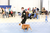 Old English Bulldog S1 LR IABCA Hutto Feb 2013