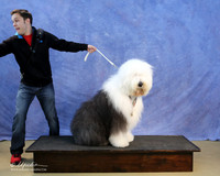 Old English Sheepdog Cynthia Redinger Sun  LR IABCA Feb 2013