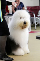 Old English Sheepdog S1 LR IABCA Feb 2013