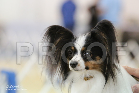 Pap-8196-LR