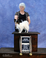 Papillon Wolma Foster Sun LR IABCA Feb 2013
