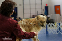 Pyrenean Shepherd S1 LR IABCA Feb 2013