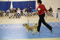 Pyrenean Shepherd Sat S2  LR IABCA Feb 2013