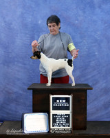 Rat Terrier Sylvia Hebert new Champ Sun LR IABCA Feb 2013