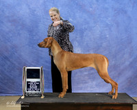 Rhodesian Ridgeback Kathy Walkoviak National International Puppy Champion LR IABCA Feb 2013