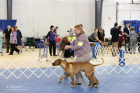 Rhodesian Ridgeback LR IABCA Feb 2013