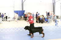 Rottweiler S1 LR IABCA Hutto Feb 2013