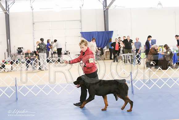 Rott-0272-LR
