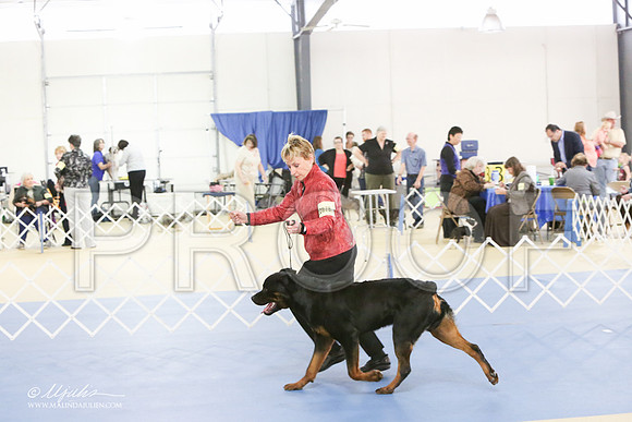 Rott-0271-LR