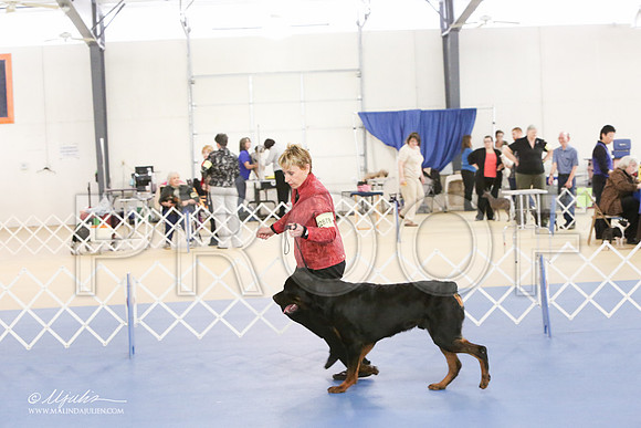 Rott-0273-LR
